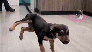 ANIMAIS ENGRAÇADOS