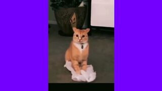 funny cats compilation - raymarts