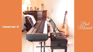 Funniest Cats ???? - Don't try to hold back Laughter ???? - Funny Cats Life