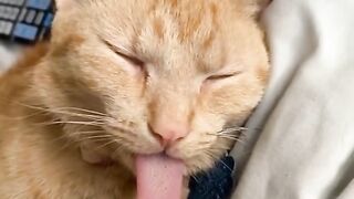 ANIMAL TIKTOK COMPILATION tiktok