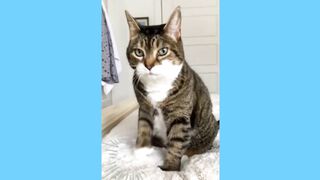funny cats compilations from home - raymarts