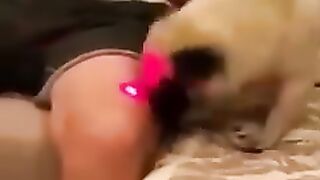New Funny Videos 2022 and Dogs  Cats