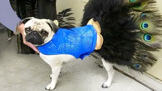 Funniest Animals Video - Funny Dogs And Cats - Try Not To Laugh Animals 2022.mp4