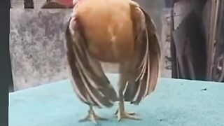 Galo Bombadão(Pumped rooster)