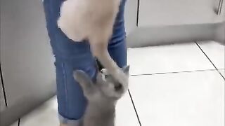 Kittens Climb Their Mom as They Couldn’t Wait for Food