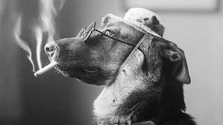 Puppy smoking ????????
