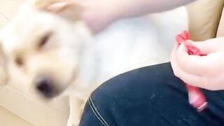 Doglove