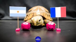 Argentina vs France | World Cup 2022 Final Prediction ???? Turtle Tortoise Eating ASMR