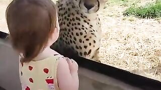 Little girls has up close encounter with cheetah
