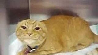 Very Angry Cat