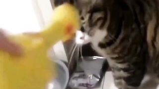 Funny animals