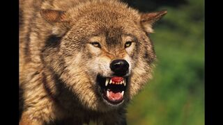 How To Tame a Wild Animal