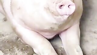 Свинка Пепа