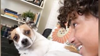 Funny Pets and Animals Compilation Shorts - Click Ads Pls
