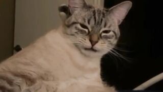 Funny Animals - Click Ads pls