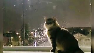 Funny Animals - Funny Cats / Dogs