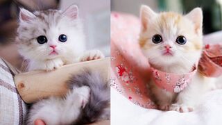 Baby Cats Cute and Funny Cat Videos