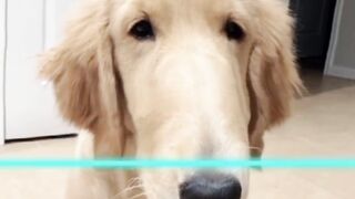 Tiktok Dog - Click Ads pls