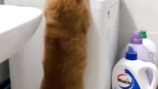 Pets are funny - Click ads pls