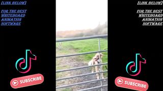 Tiktok - Amazing and Cute Animals