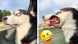 funny memes funny dog