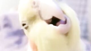 funny Bird - Click ads pls