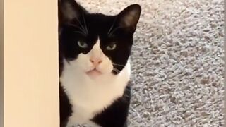 Funny Pet at home - Click ads pls
