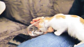 funny videos