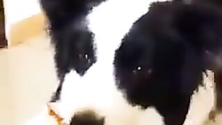 Funny dog