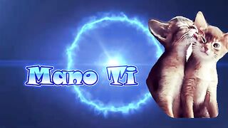 funny cats and kittens clips  cats meowing   funny clips
