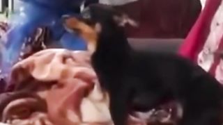 doggy poggy