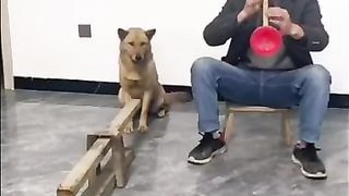 Funny dog musician very funny video!