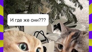 Неужели все жёны одинаковые?