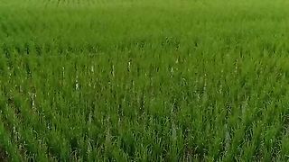 Pagi pagi di sawah
