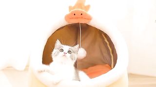 Deep Sleep Cat Bed Cartoon Pet Bed Foldable Removable Washable Pet Sleeping Bed for Small Dog Mat Bag Cave Cats Bed