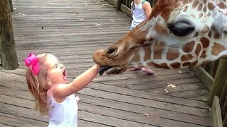 Adorable Babies Meeting Animals in Zoo and Village