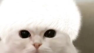 CAT ????????