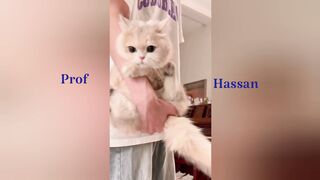 Best small cat