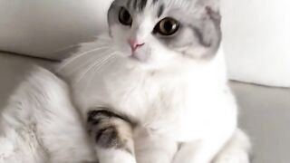 CAT ???????? 2