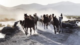 Horses 4