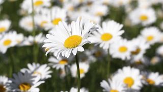 Symbolism of Flower
