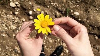 Love is like a flower