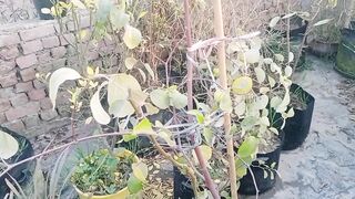 ہماری چھت پہ ماشاءاللہ اتنے اتنے بڑے بیر دیکھیں