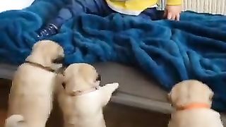 Meilleure_Vidéo_Drôle_2023_????????_Partie_3_#meilleure_#vidéodrôle(360p).