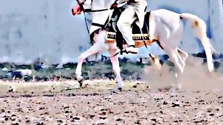 #febspot#foryou #foryoupage#horses#ridings#vedio87#ahmad#nasir#sports#fyb#fybpage fybpage#chak#no168/171NB
