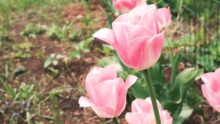 So Beautiful. ⚘⚘♥️♥️????????