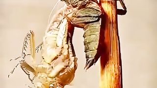 The birth from a larva