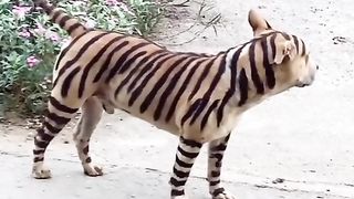 Tiger 9