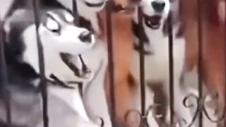 Laugh challenge