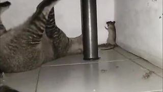 Cat vs mouse 2